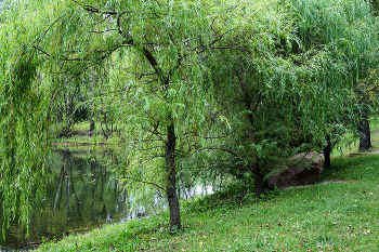 Forest River / ***