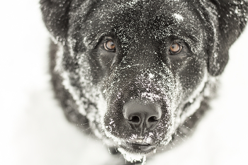Snow / ***