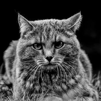 Look into my eyes / ***