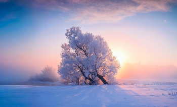 frosty dawn / ***