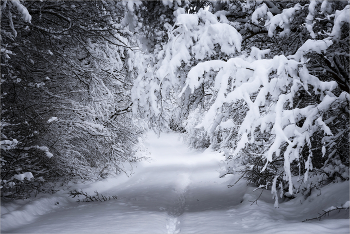 Winter / ***
