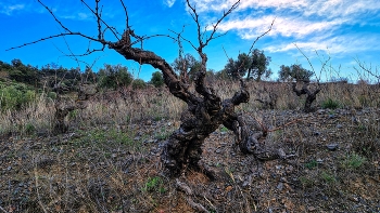 La Vilella Alta - vinyes velles - Priorat / La Vilella Alta - vinyes velles - Priorat