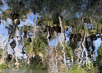 Forest Reflexion in the River / Forest River reflexion on a windy day