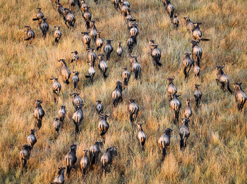migration / ***