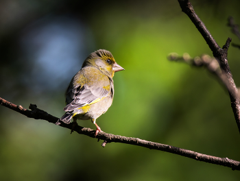 Yellow Wagtail / ***