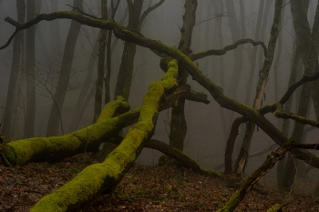 Foggy morning / ***