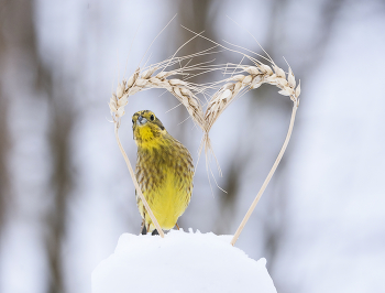 Yellow Wagtail / .....