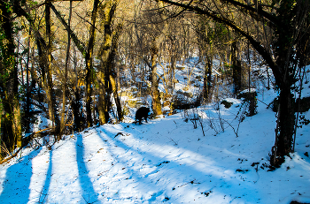 Winter Glade / ***