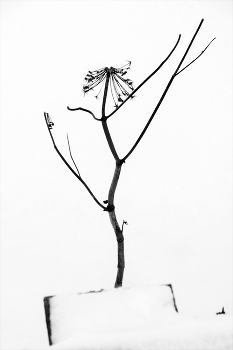 Life around / ***