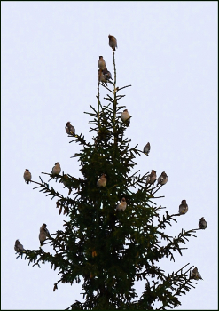 Waxwings flew / ***