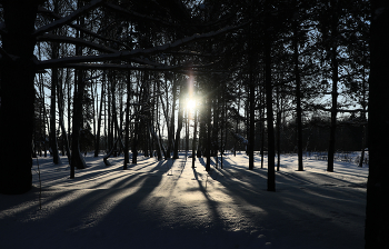 Winter forest / ***