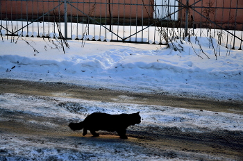 Black cat / ***