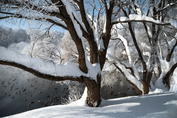 Tree / ***