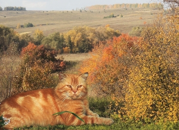 Autumn Cat / ***