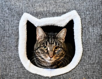 Neighbor / ***