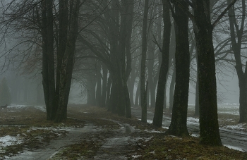 Foggy morning / ***
