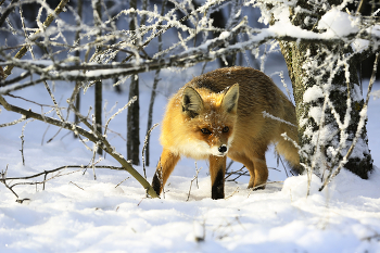 in the winter forest / ***