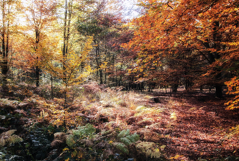 about autumn / ***