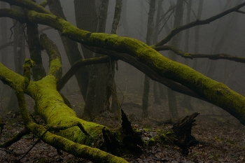 In forest / ***