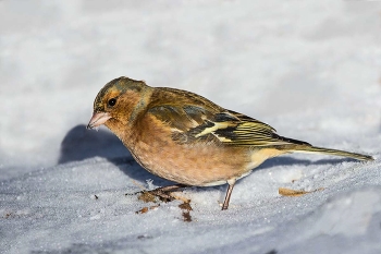 Finch / ***