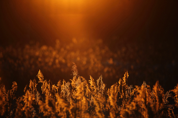 Sunset in the swamp / ***
