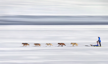 Husky - Trail / ***