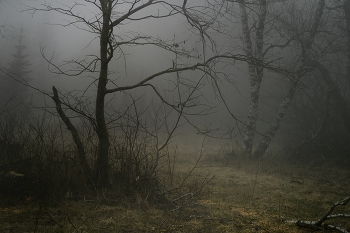 Foggy morning / ***