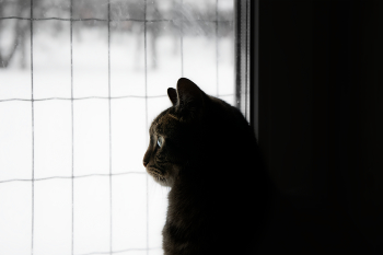 Waiting for Spring / ***