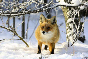 in the winter forest / ***