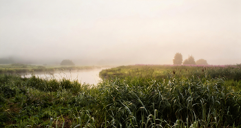 Foggy morning / ***