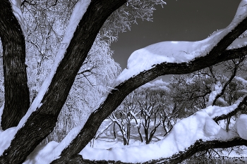 Tree / ***
