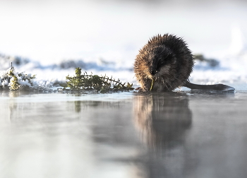 Muskrat / ***