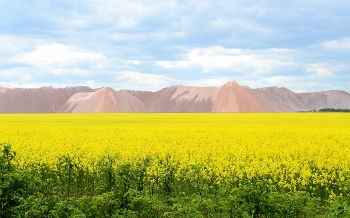 spring landscape / ***