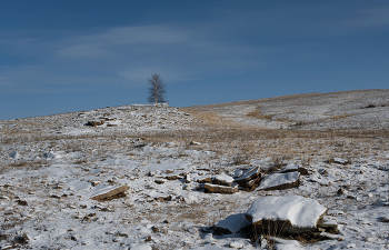 birch / ***