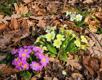 On the first day of spring / ***