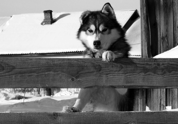 Doggie / ***