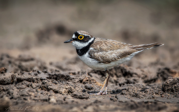 Plover / ***