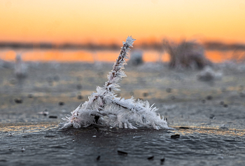 Rime. / ***