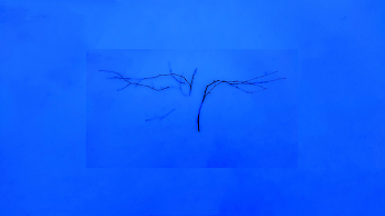 &nbsp; / ***