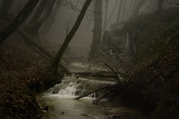 creek in the woods / ***