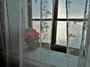 Geranium / ***