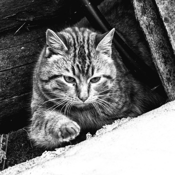 Life around / ***