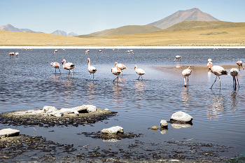 Flamingo / ***