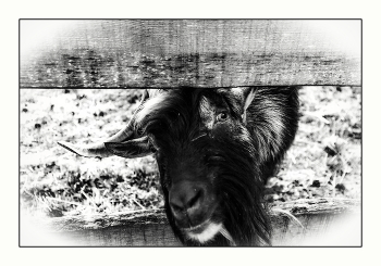 &nbsp; / ***