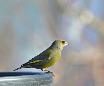 Yellow Wagtail / ***