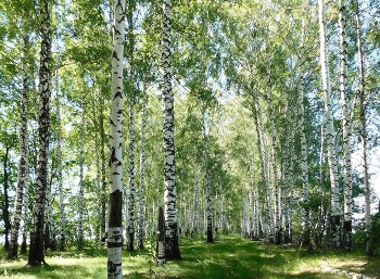 Birches / ***