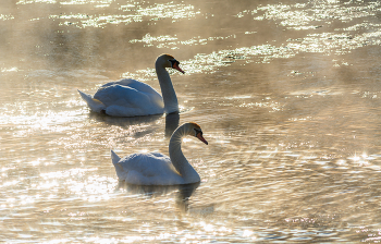 Pair / ***