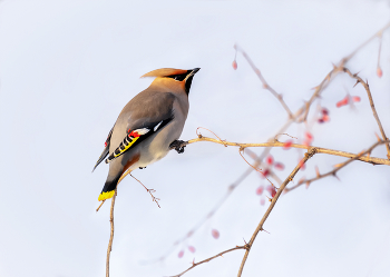 Waxwing. / ***