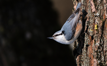 Nuthatch. / ***