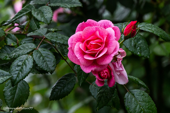 Rose / ***